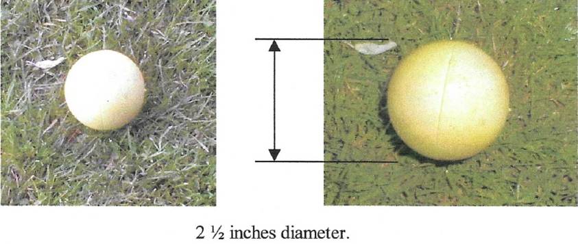 A diagram of a fruit and a measuring tape
AI-generated content may be incorrect.